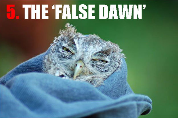 The false dawn